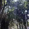 leticiadamotinha