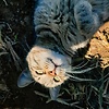afia1