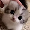 joe_85050