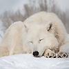 joe_69650
