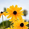 mamumartha_44537