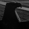 yaroslav_17010
