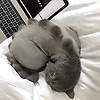 evonne_12493