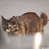 josh_79362