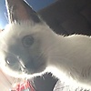 lorelei_73647