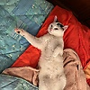 ichi_28465