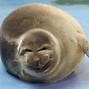 sierra_67093
