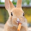 The_Rabbit