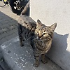 cemre_68163