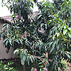 bukenya_86808
