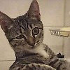 user_204419