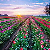 field_of_flowers008