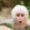 minimi