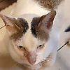 a_30453