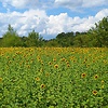 Ola_sun