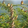 mrityunjay_64250