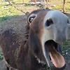 lesruk