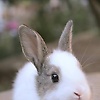abrar_28
