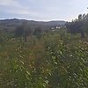 kol_49254