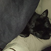 Alice_Wild
