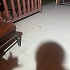 kaan_73323