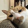 tang_25348