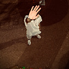 ahmed_11890