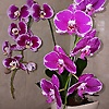 fia_96573