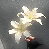 asal_23361