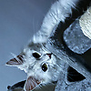 alex_53417