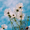 rehan_96723