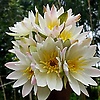shahriaisl_76287