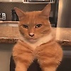 mewingcat_76118