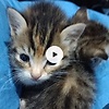 mae1