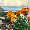 yasser_59883
