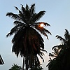 alia_96571