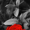 svitlana_55620