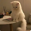 chiraz_71728