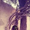 palwashayy_22191