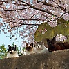 ajna_10911