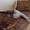 ayman_34166