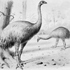 SouthIslandGiantMoa