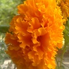 dvindra