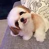 manik_28245