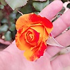 yani_38424