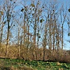 Rosaria5