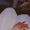 iqra_38245