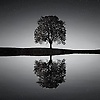 Talal_M