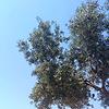 loloabd_29234
