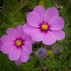 Anna_22296